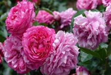 伯爵和蔷薇哪个好用，给个建议，有青花瓷AK了，还有必要买蔷薇或者伯爵吗？