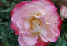 胭脂香水伯爵月季吧，芳香花园与胭脂香水月季的区别？